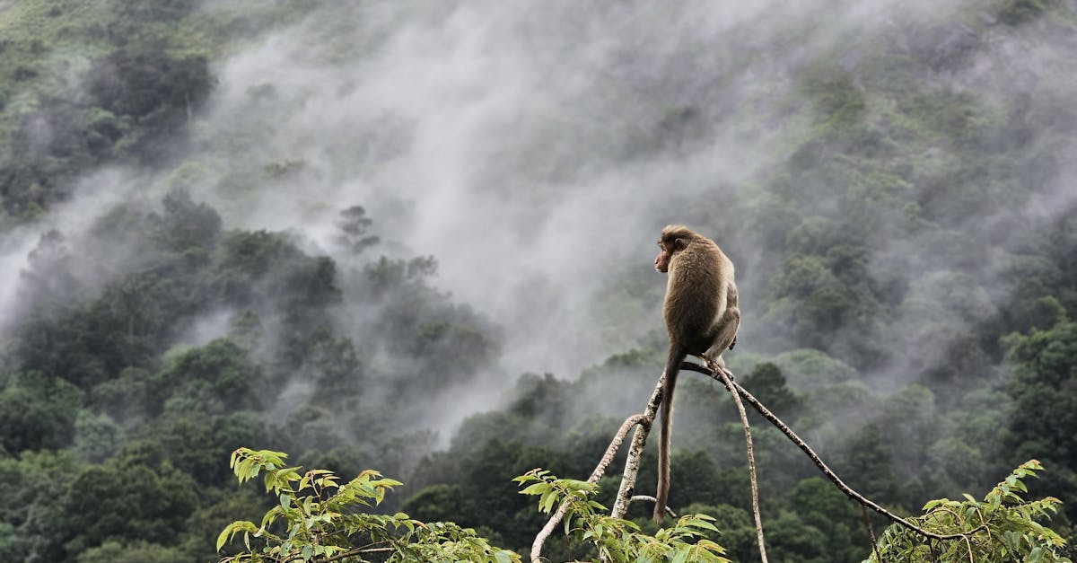 which causes the biodiversity of rainforests apex